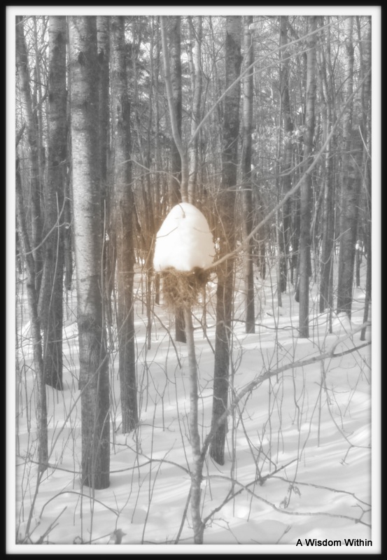 Spring's Starter Home