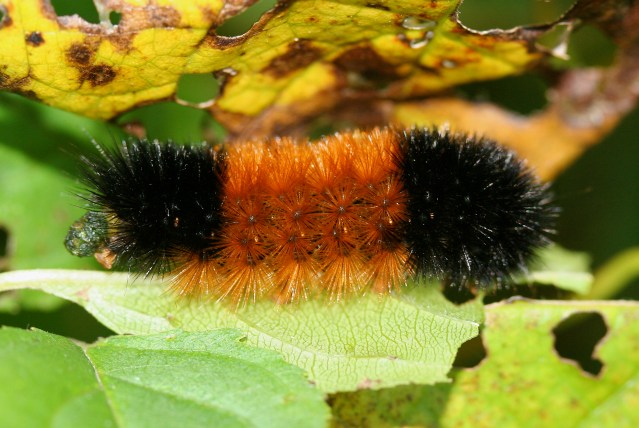 Wooly Bear
