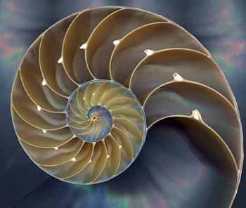 nautilus shell, sacred geometry, sacred spiral