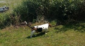 Author's friends' Basset Hound, Murphy.
