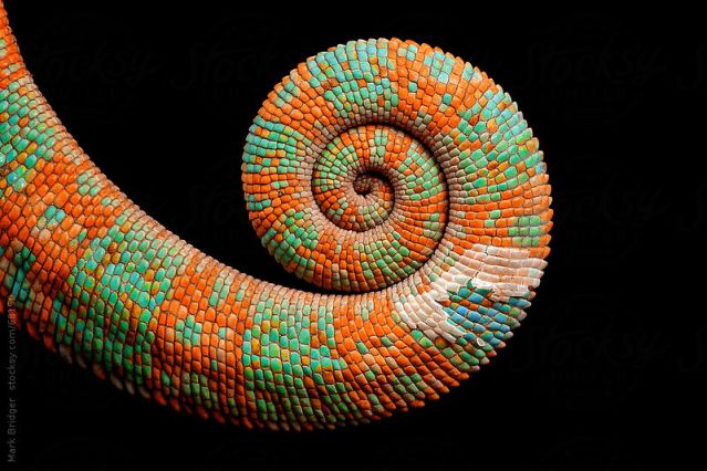 Chameleon's tail, sacred geometry spiral, orange and green.