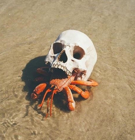 hermit crab using a skull for a house, on