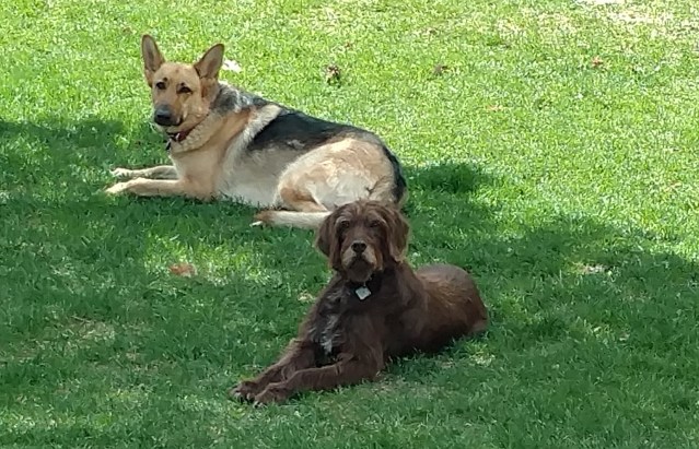 The author's German Shepherd, Riley, and her parents' Pudelpointer, Maty, lounging in the grass.
