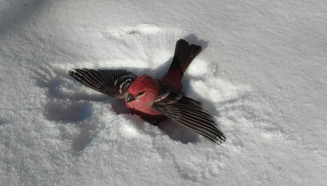 Male pine grosbeak, wings spread out in the snow, after hitting the window.