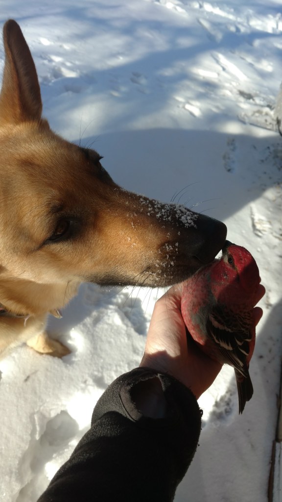 Author's German Shepherd's snout all over the male pine grosbeak in her hand.