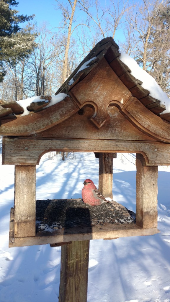 Recovering male pine grosbeak placed in the fly-through bird feeder.