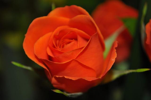 single-rose-tammy-price