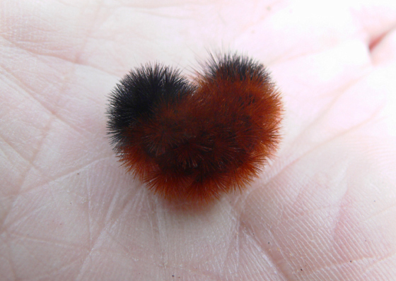 11-21_canal_wooly_bear_ps_rz