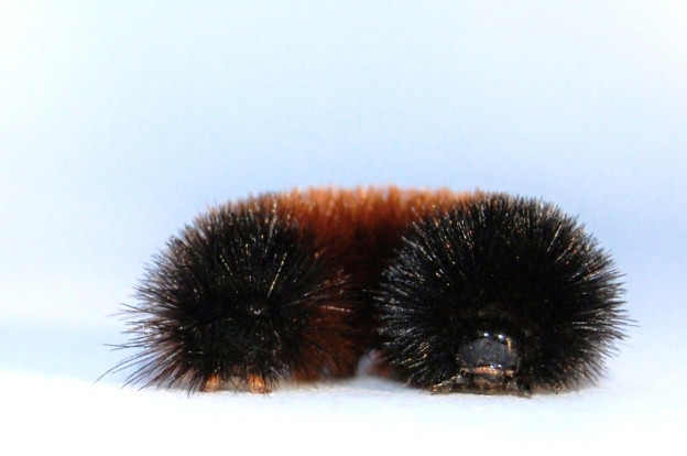 Rob-swatski-flicker-sharing-624x414