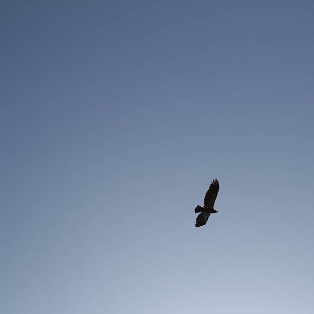 Silhouetted hawk flying high in clear blue sky.