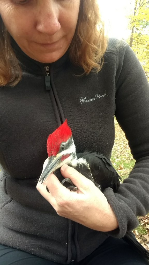 IMG_20181001_143608025