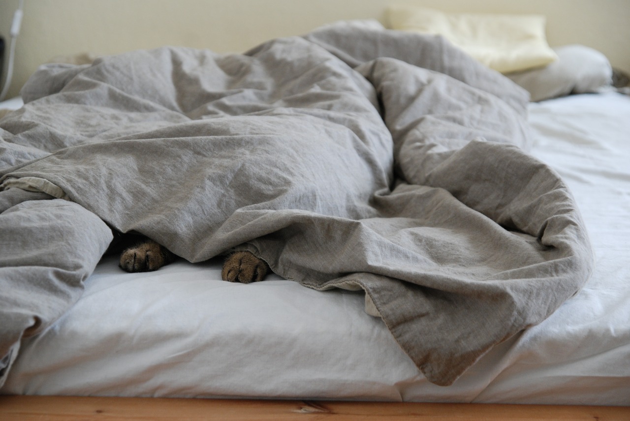 german shepherd under covers