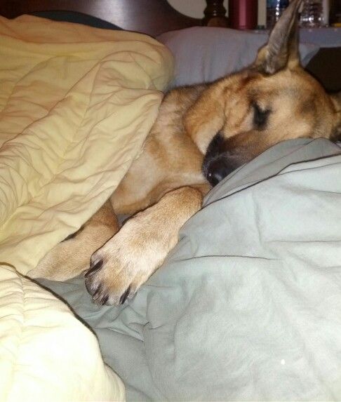 GSD under covers