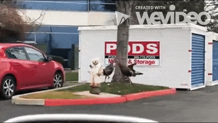 turkeys running in circles