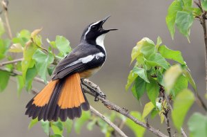 bird-singing-kruger-national-park-590x390