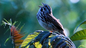 birdsong_wide-13665db8ce1db978b4f7716daecea36e502f5256-s800-c85