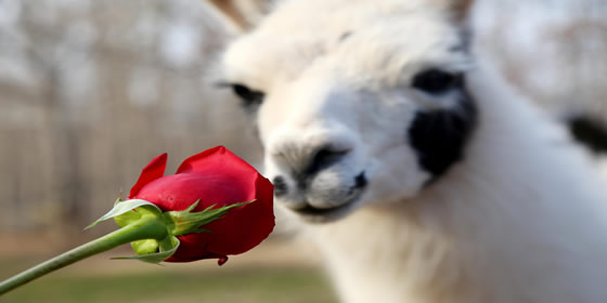 llama rose.jpg