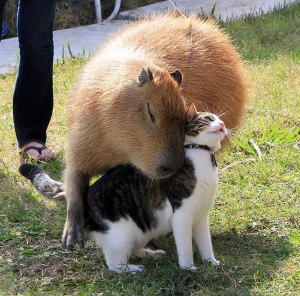 capybara