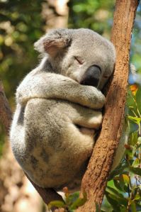 koala