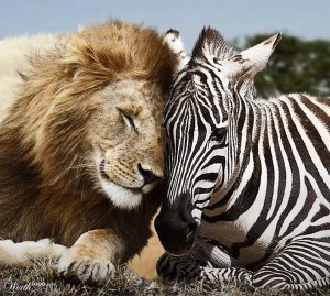lion and zebra