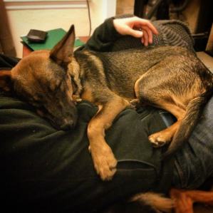 A German Shepherd puppy sleeping in a man's lap.
