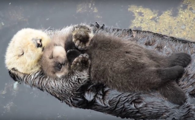 otter-family-sleeping
