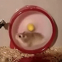 hamster gif
