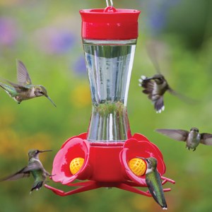 hummingbirds at feeder