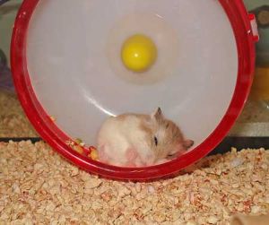 Sleeping Hamster