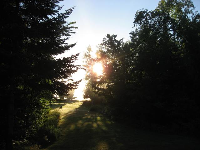 Sunrise through trees over a lake.