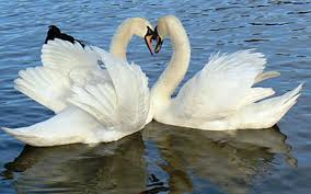 swans
