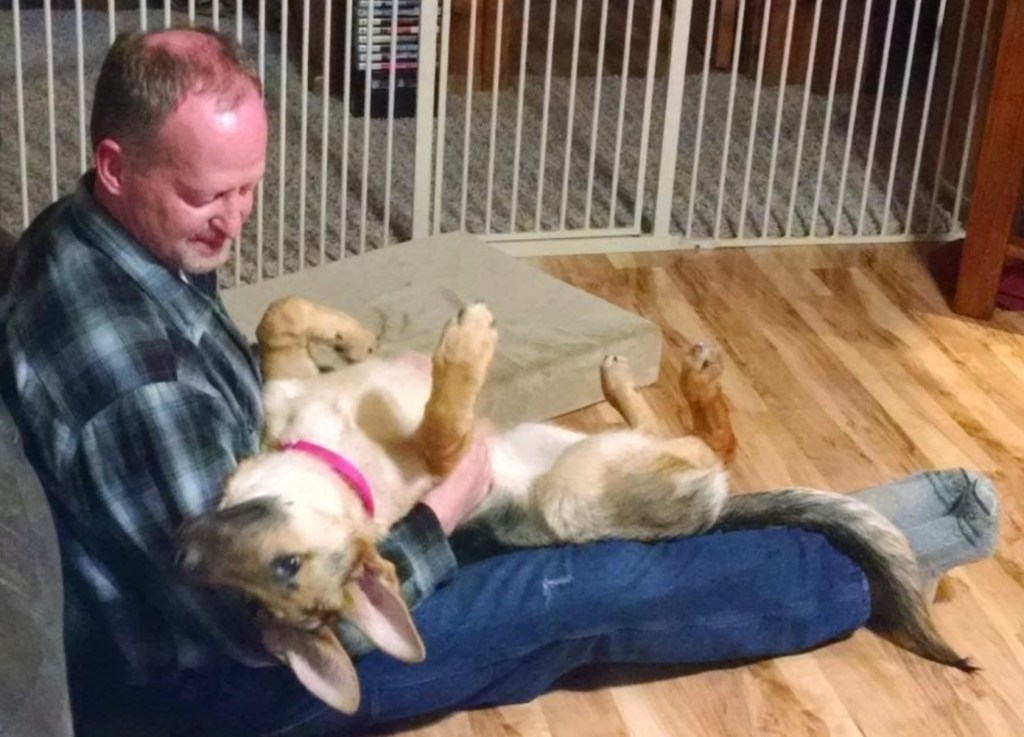 man sitting on floor with young German Shepherd happily upside down in his lap
