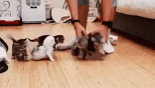 gif of a person repeatedly trying to line up on the floor 9 or 10 moving kittens