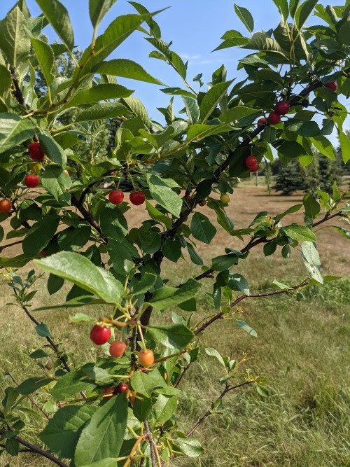 One of Heidi's fruit trees