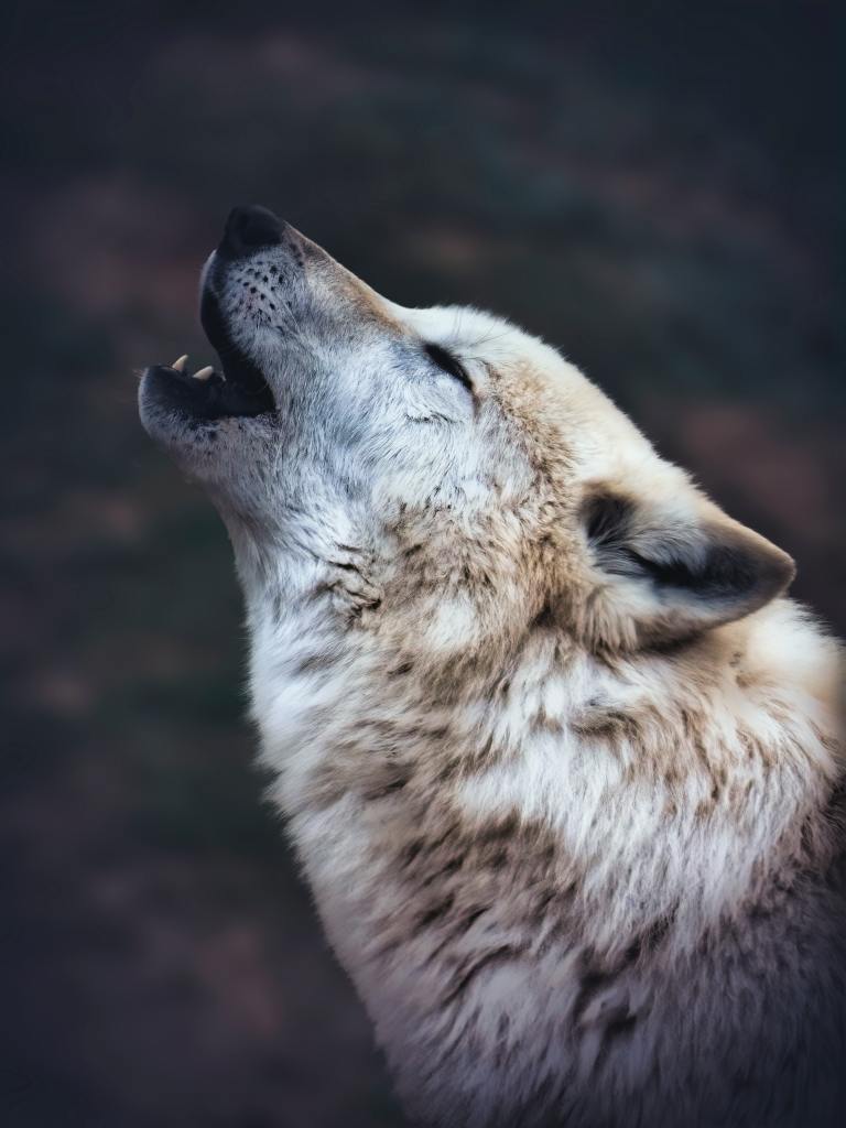 wolf howling. Pexels photo mentioned in the text.