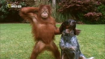 orangutan and dog posing