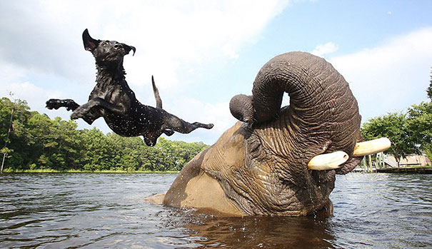 elephant and labrador dog playing