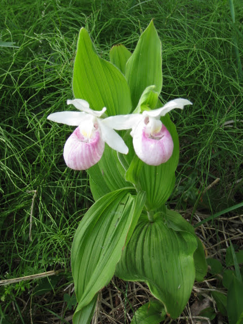 double ladys slipper, author photo