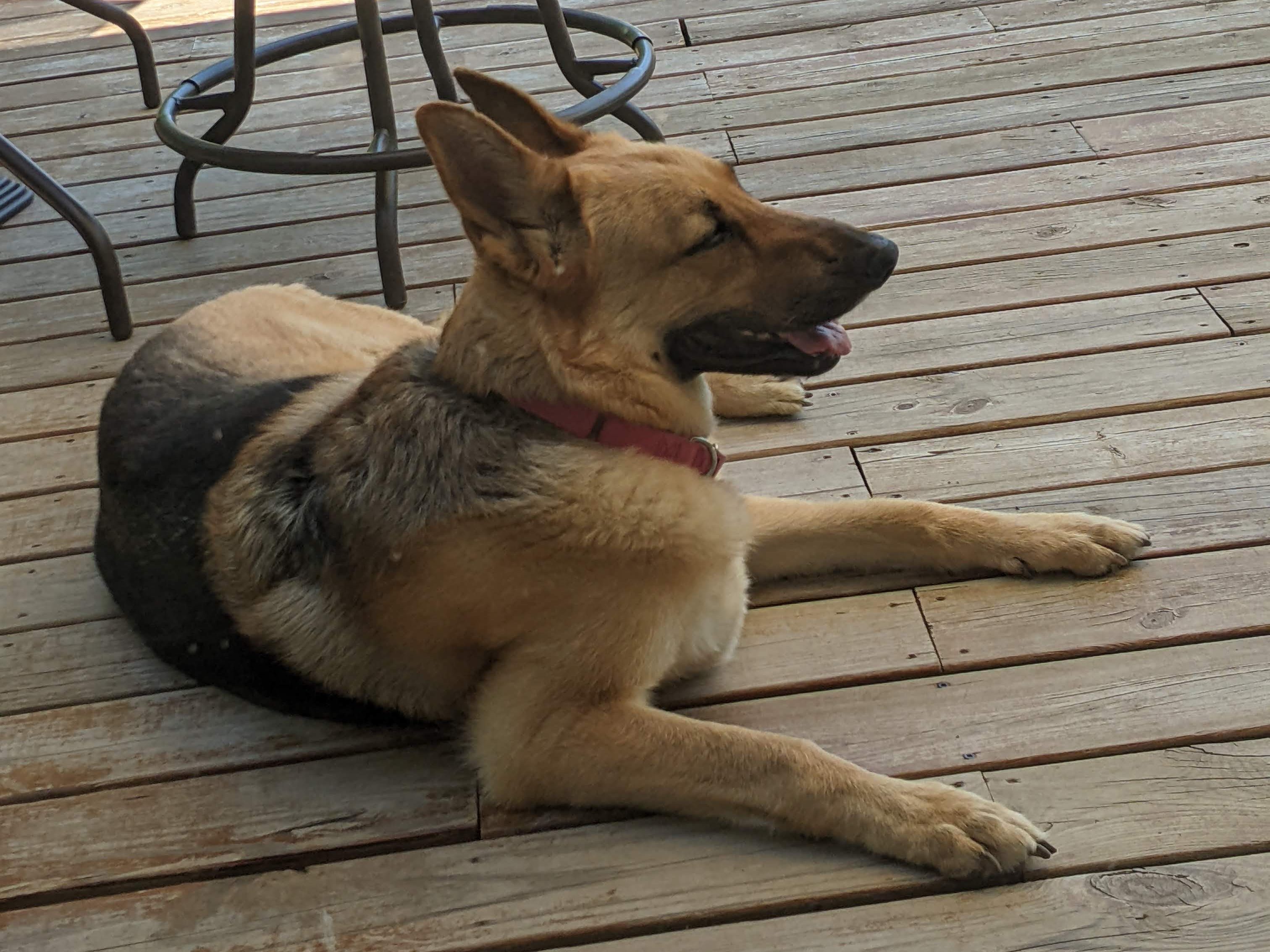 the author's german shepherd, relaxing