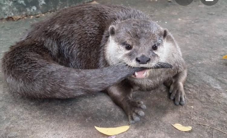 photograph of an otter with its tail in its mouth
