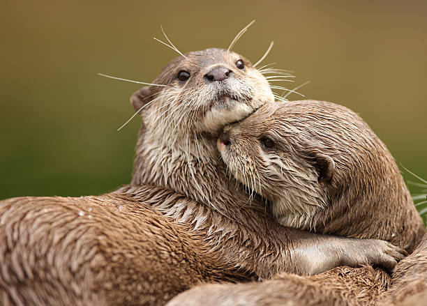 A pair of Oriental Short-Clawed Otters cuddling