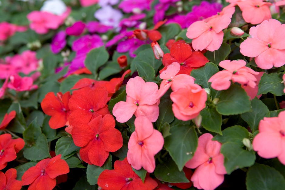 impatiens flowers