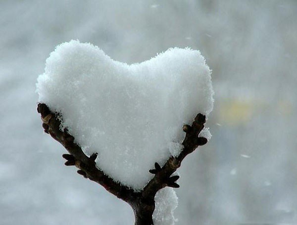 snow collected in a v-shaped branch, in the shape of a heart