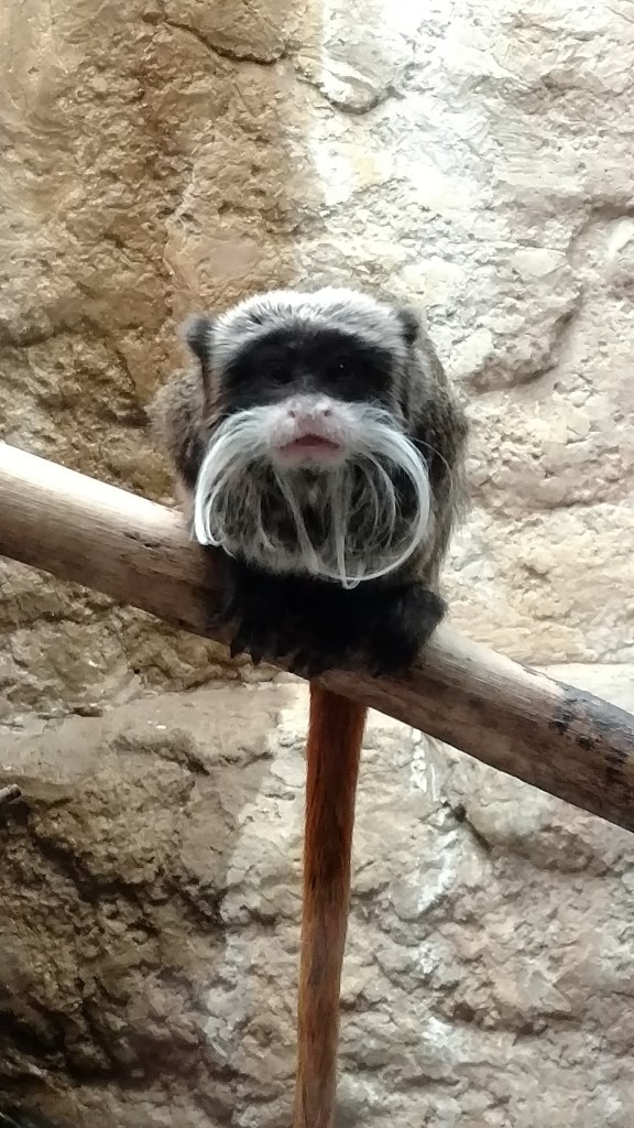 monkey with a spectacular moustache looking straight at the camera