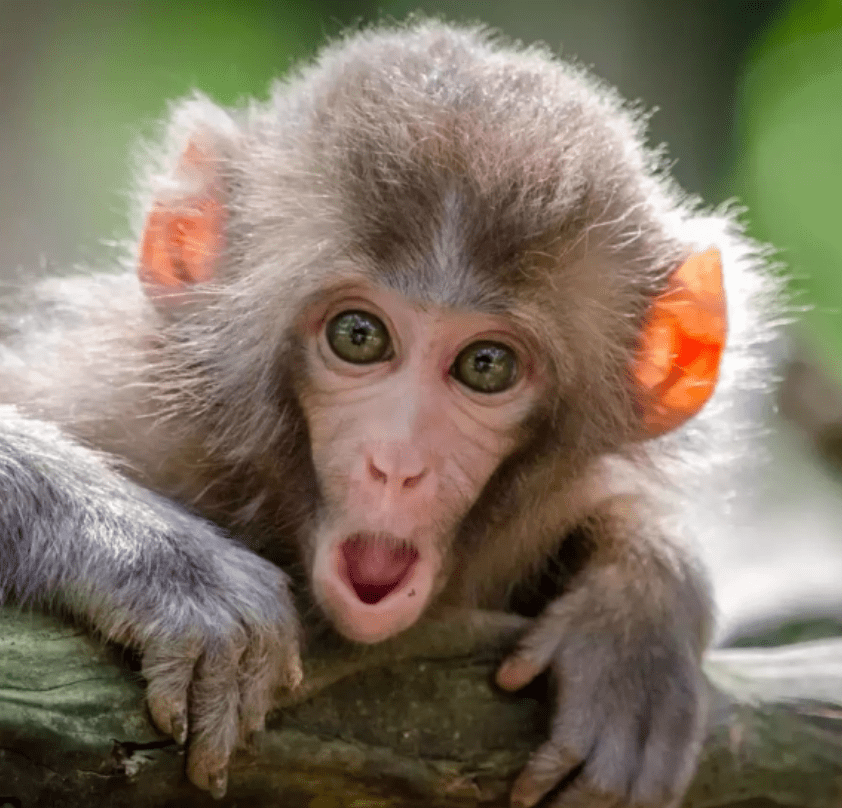 monkey appeariing to give an open mouth OH