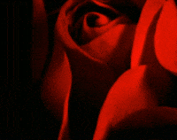close up of a deep red rose continually unfolding gif